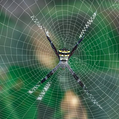 Spider (Argiope Anasuja)